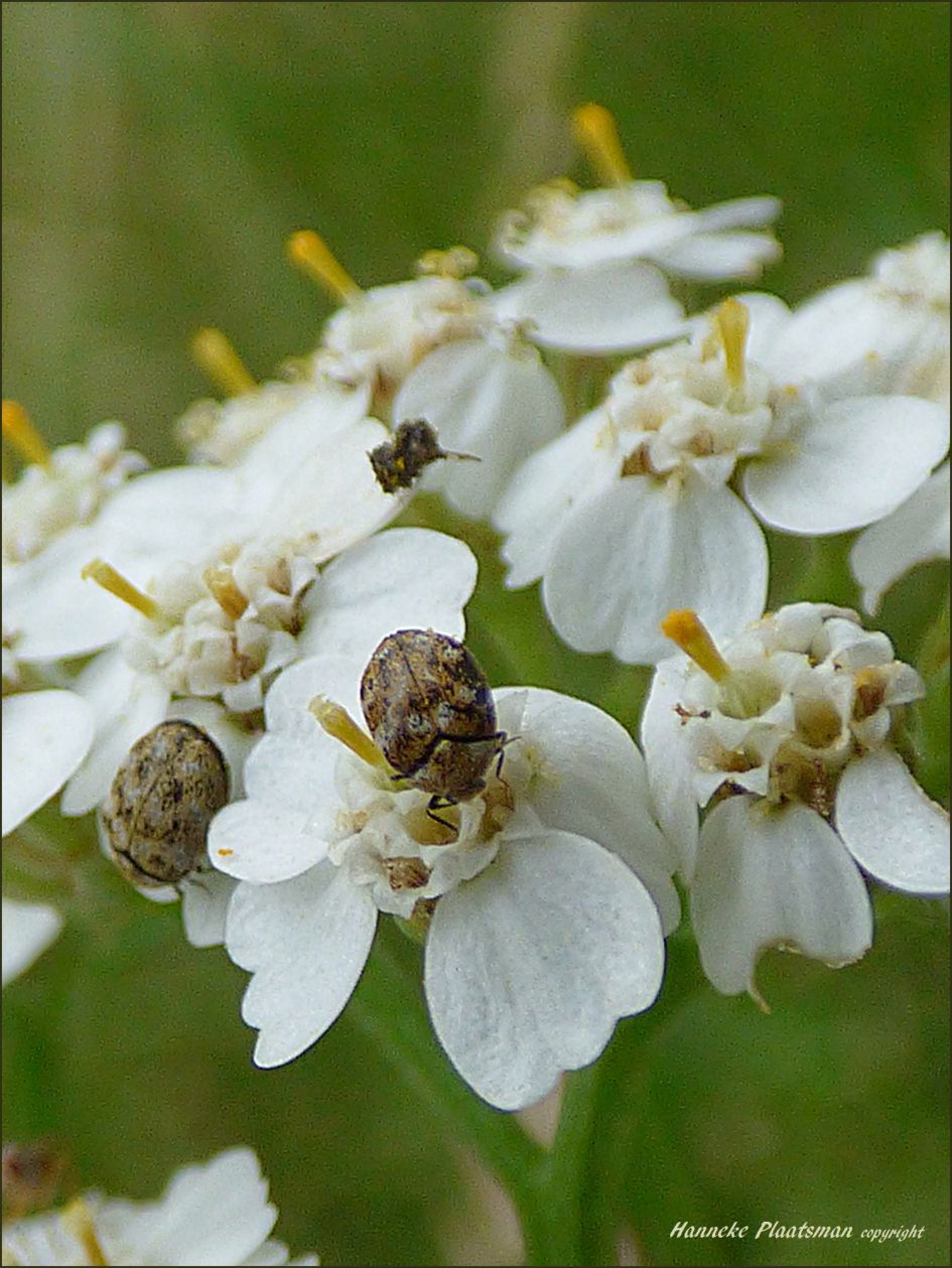 Piepkleine kevertjes op duizendblad